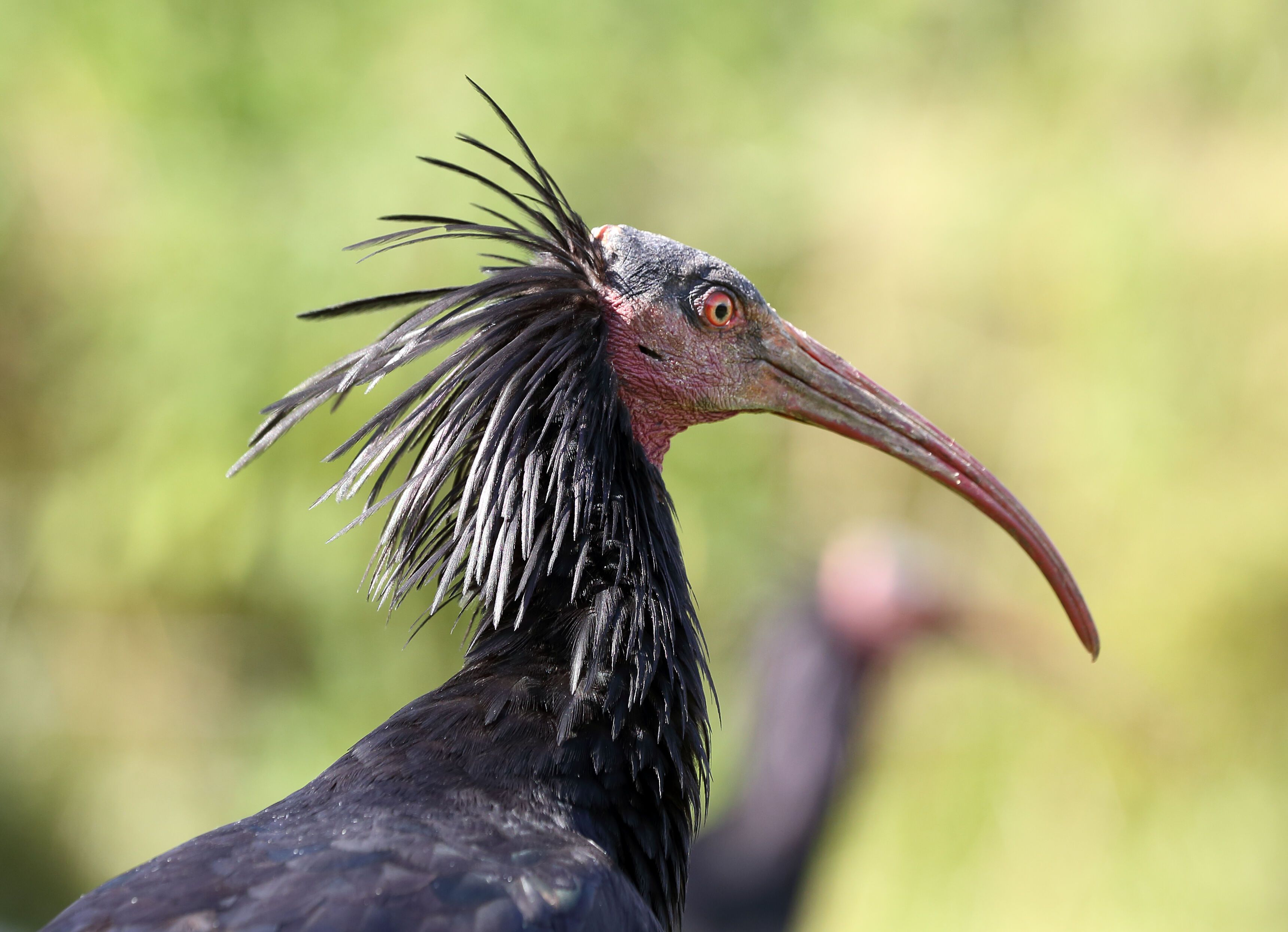 Waldrapp Burghausen