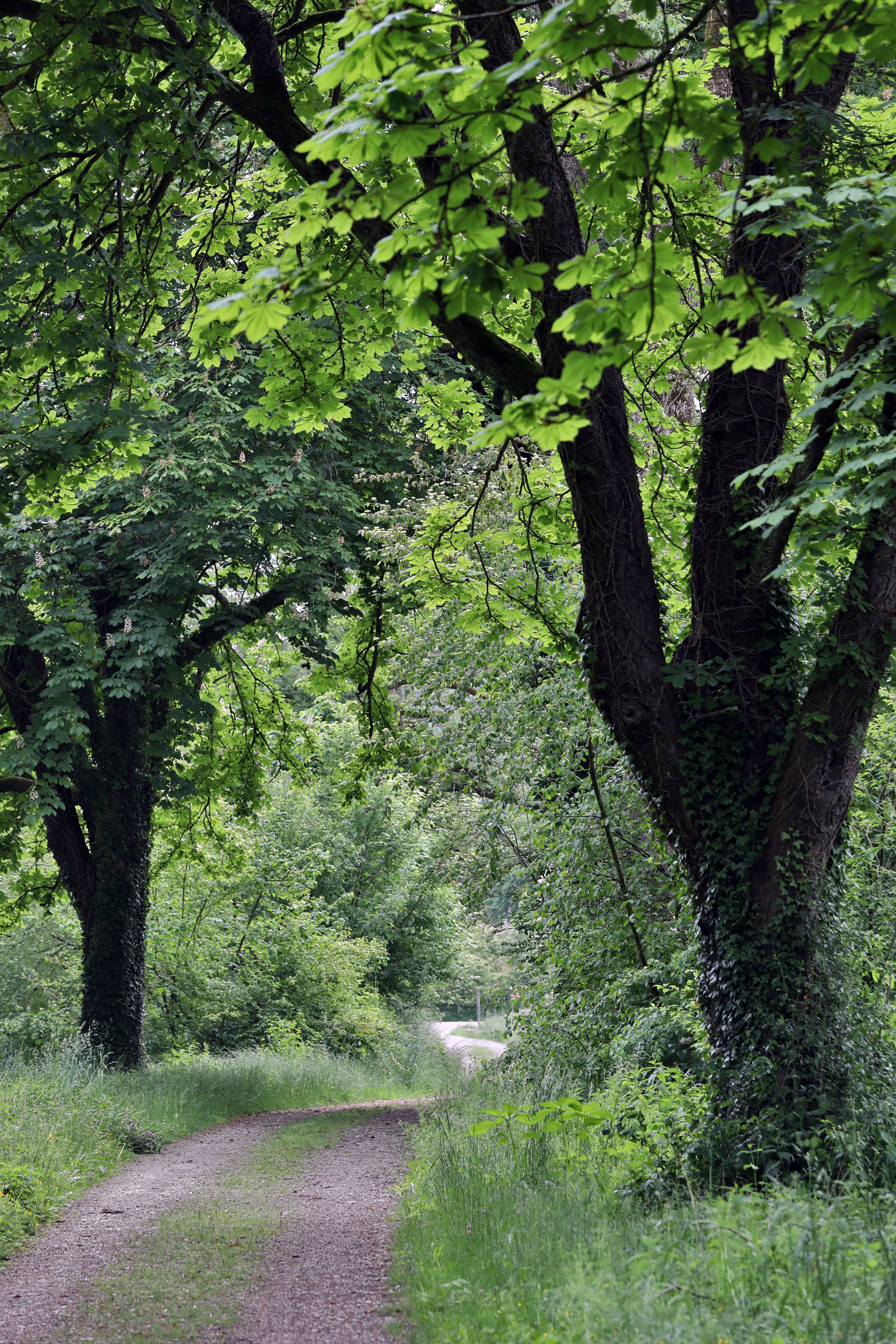 Der Weg an der Salzach nach Raitenhaslach