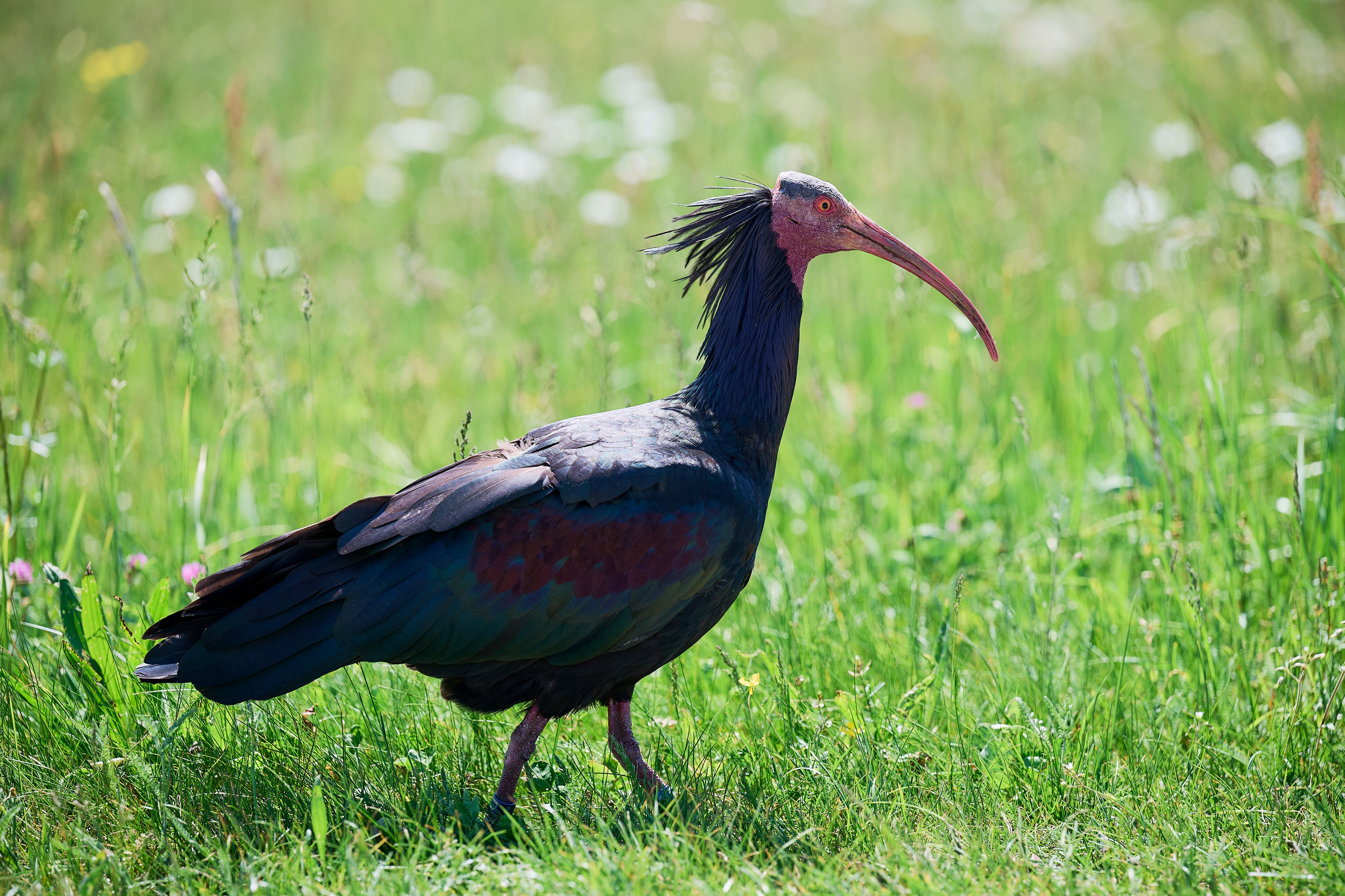 Der Waldrapp auf der Blumenwiese in Burghausen