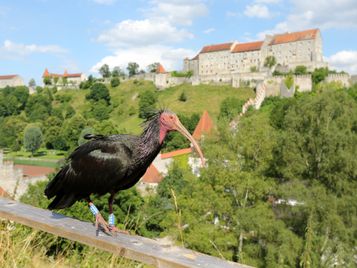 Waldrapp vor der Hauptburg